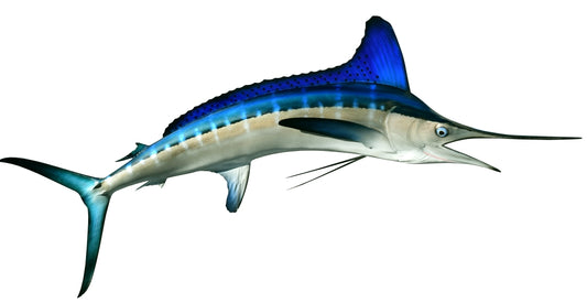 White Marlin Mount View 1