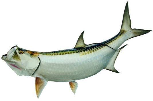 66 INCH TARPON View 1