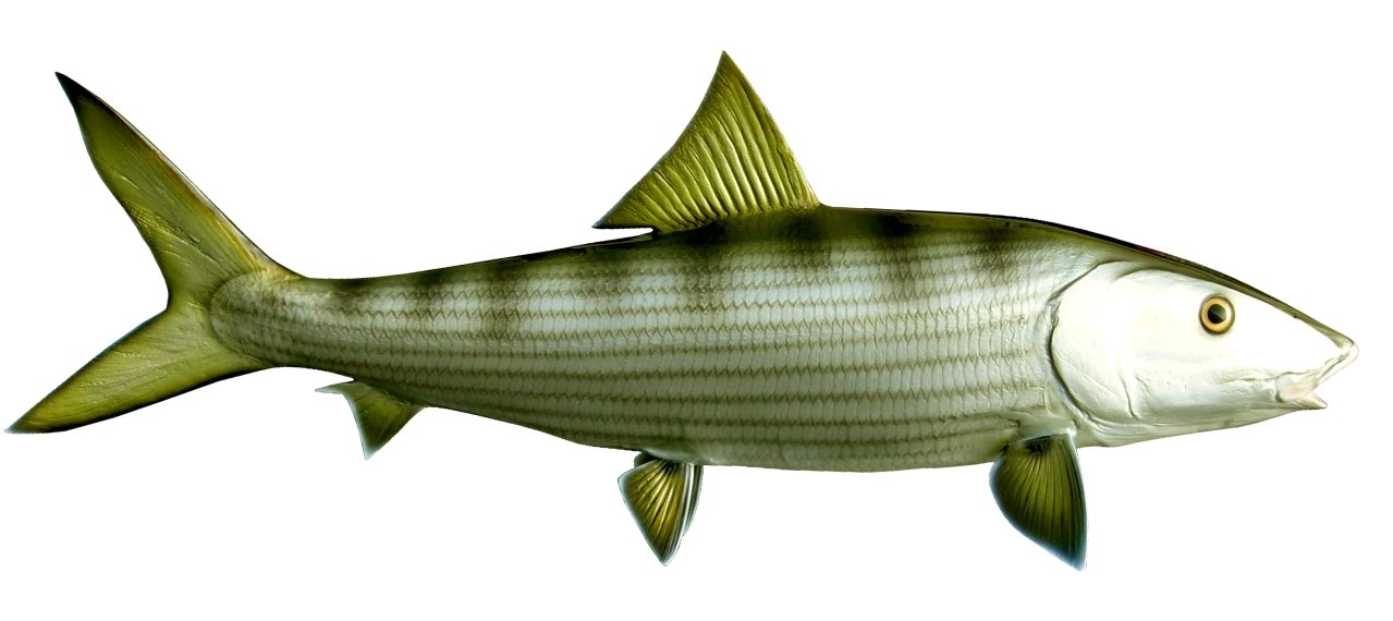 32 INCH BONEFISH View 1