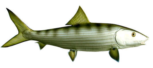 32 INCH BONEFISH View 1