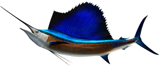 102 INCH SAILFISH View 1