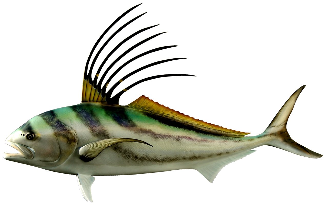 54 INCH ROOSTERFISH View 1