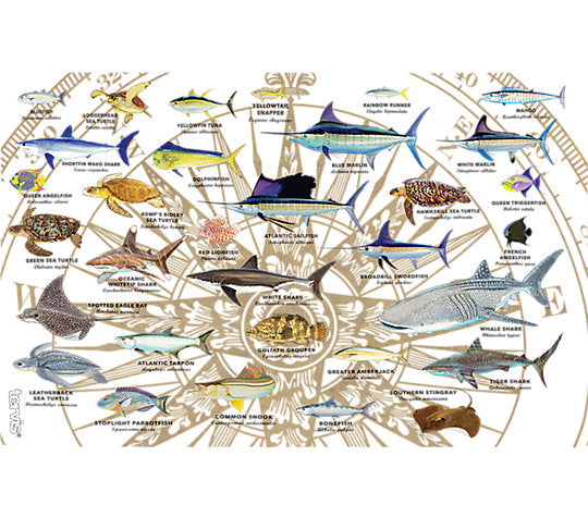 Tervis Charts View 2