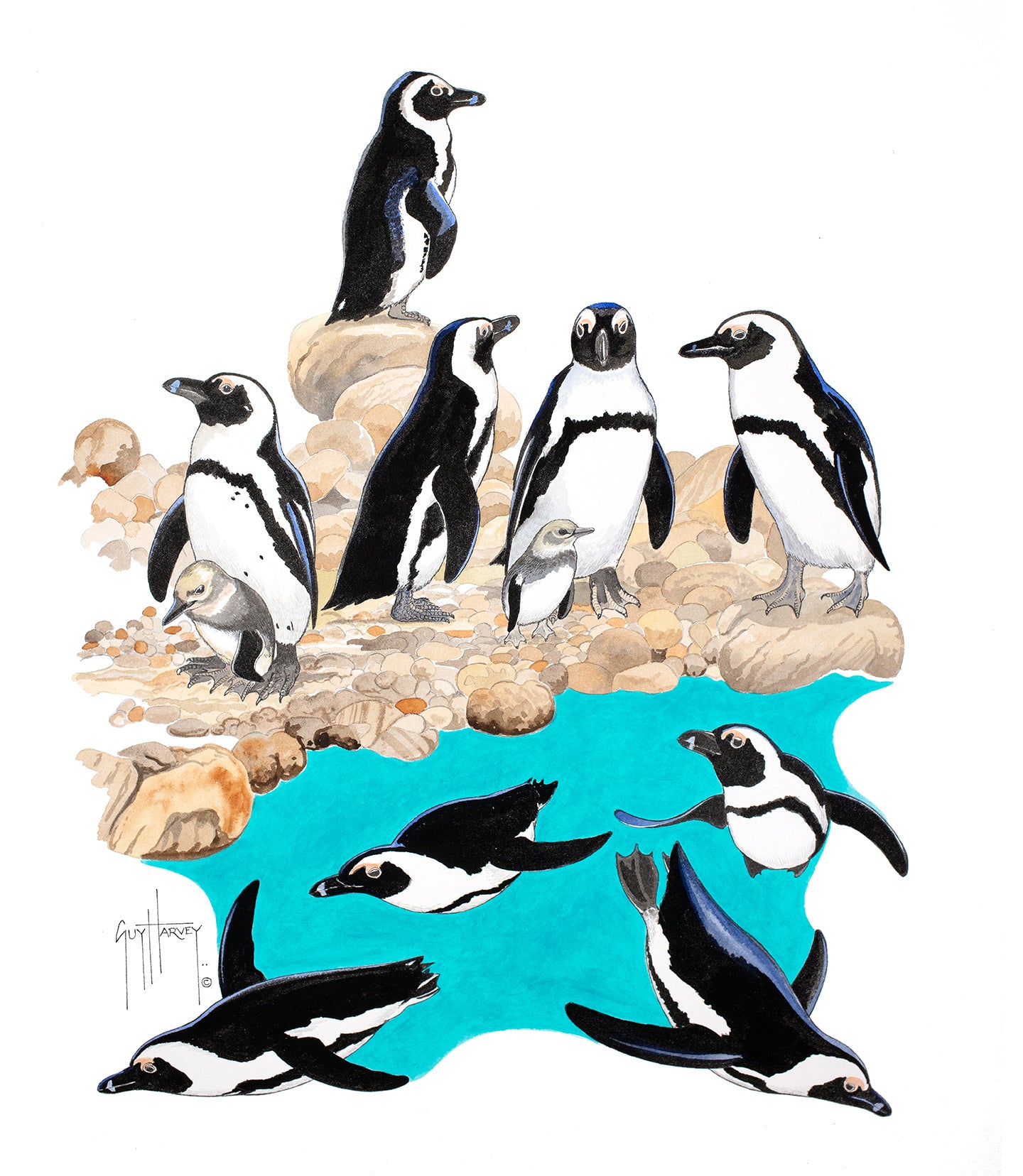 African Penguins View 1