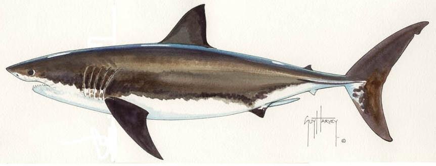 FOTOO WHITE SHARK View 1