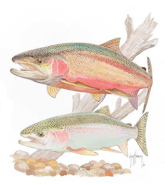 Steelhead Trout View 1