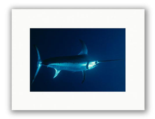 SWORDFISH PHOTO ART UNFRAMED View 1