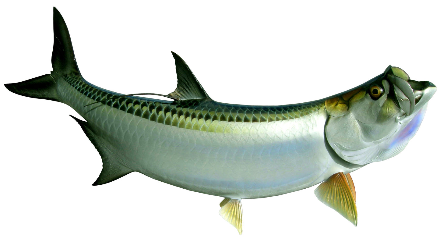 75 INCH TARPON View 1