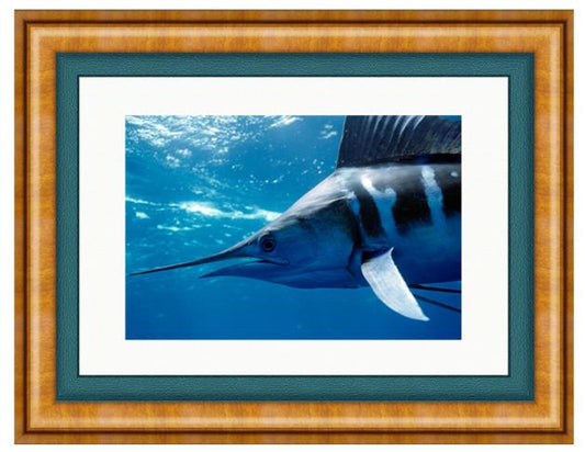 STRIPED MARLIN PHOTO ART FRAMED View 1