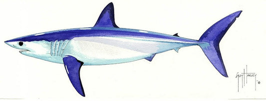 FOTOO LONGFIN MAKO SHARK View 1