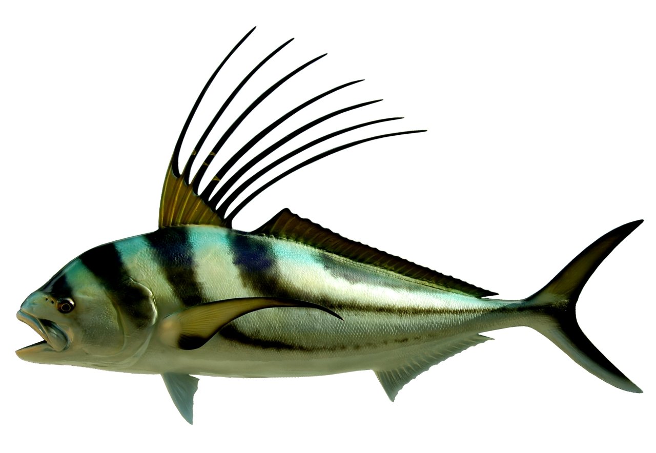 43 INCH ROOSTERFISH View 1