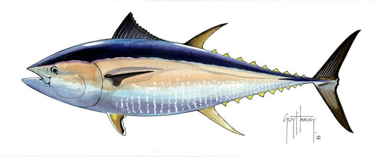 FOTOO-PACIFIC BLUEFIN TUNA View 1