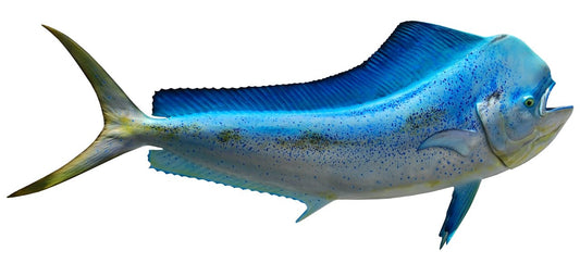 62 INCH DOLPHIN BLUE View 1