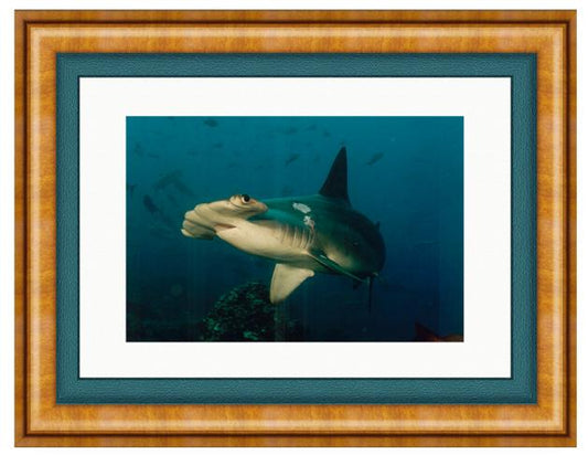 HAMMERHEAD PHOTO ART FRAMED View 1