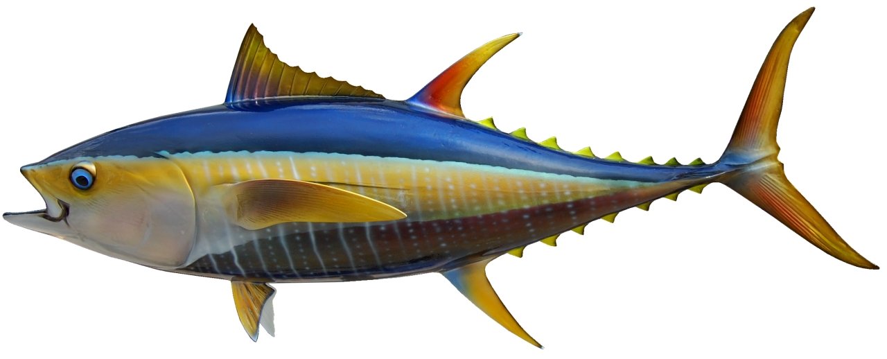 44 INCH YELLOWFIN TUNA View 1