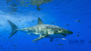 WHITE SHARK EXPEDITION A SUCCESS!