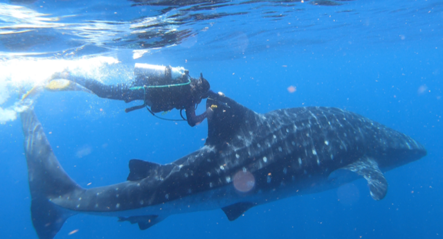 WHALE SHARK TAGGING EXPEDITION