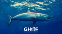 SHARK TAGGING EXPEDITION KICKS-OFF ANNUAL GREAT SHARK RACE