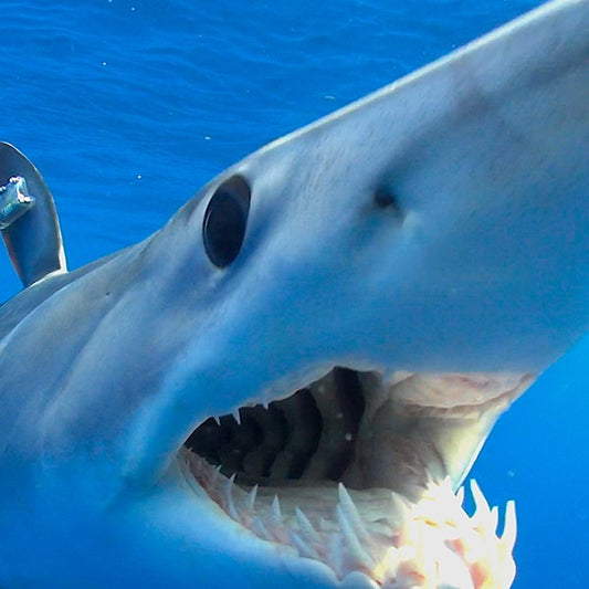 THE OCEAN'S FASTEST SHARK IS BEING THREATENED BY OVER FISHING