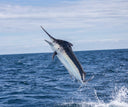 A Black Marlin Jumping in the water at Tropic Star Lodge during an expedition