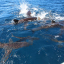 NEW SILKY SHARK INVESTIGATION