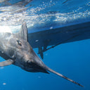 NEW RESEARCH PROGRAM LAUNCHED IN THE EASTERN TROPICAL PACIFIC