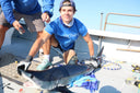 Majestic Mako Sharks