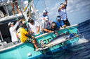 Why the Guy Harvey Foundation Studies Sharks Year-Round — Not Just for Shark Week