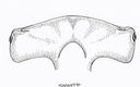Tracking Hammerhead Sharks