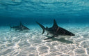 Sharks at the Sandbar