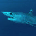 BRUCE THE MAKO SHARK CAUGHT