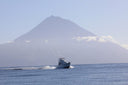 Azores Blue Marlin Fishing: My Return to a Legendary Destination