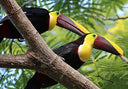 GHOF FIGHT THE BLUES IN COSTA RICA