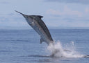 Black Marlin Fishing in Panama: Guy Harvey’s 5th Tagging Expedition