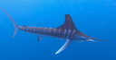 55 BLUE MARLIN IN 6 DAYS!