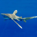 OCEANIC WHITETIP SHARKS ARE THREATENED