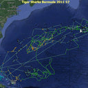 TRACKING TIGERS