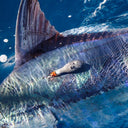 GUY HARVEY RESEARCH INSTITUTE SATELLITE TAG RETURNED!