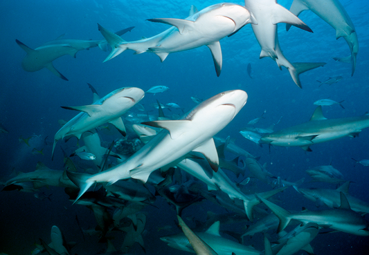 GHOF and Shark Allies Support Signing of Shark Fin Trade Legislation in Florida
