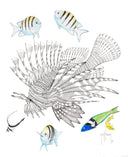 Lionfish