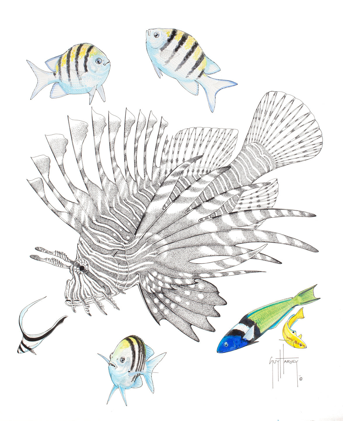 Collections – Guy Harvey