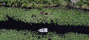 A boat in the Everglades with a freshwater fishing crew.