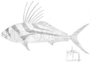 "Roosterfish Scribble Art" Original