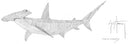 "Hammerhead Scribble Art" Original
