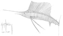 "Sailfish Scribble Art" Original