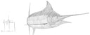 "Blue Marlin Scribble Art" Original