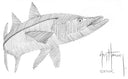 "Snook Scribble Art" Original