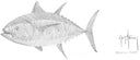 "Bluefin Tuna Scribble Art" Original