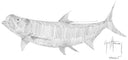 "Tarpon Scribble Art" Original