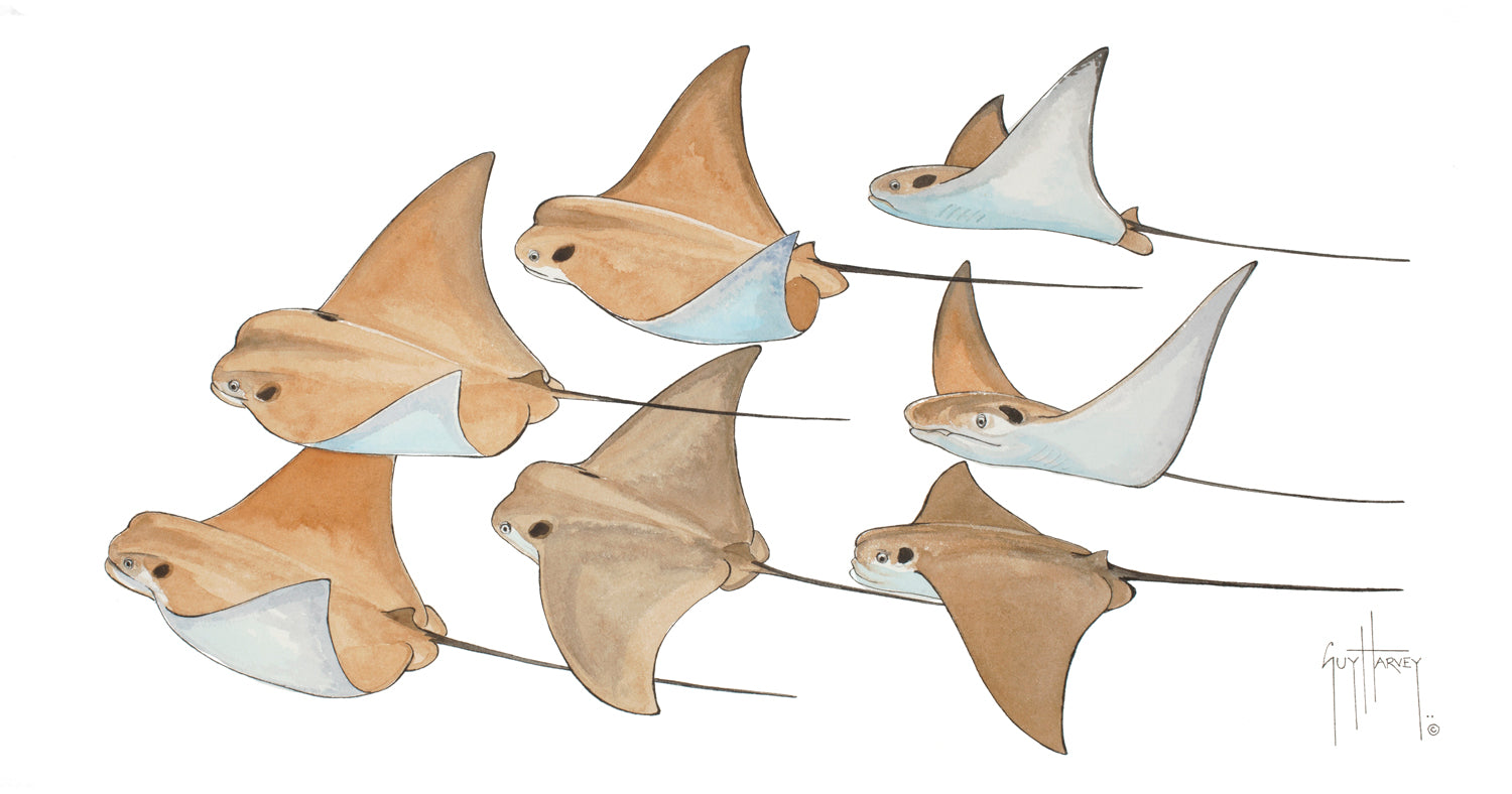 "Cownose Rays" Original